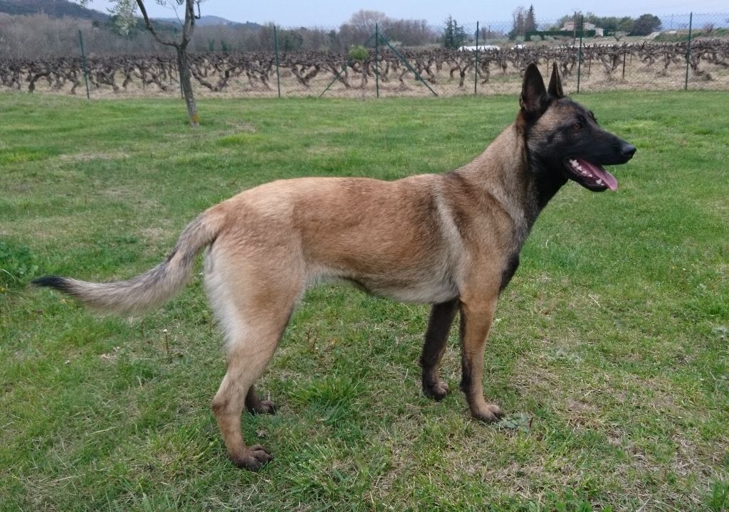 Naya des Cerberes De Caronne