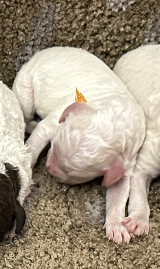 Des Collines de Boulègue - Chiots disponibles - Lagotto Romagnolo