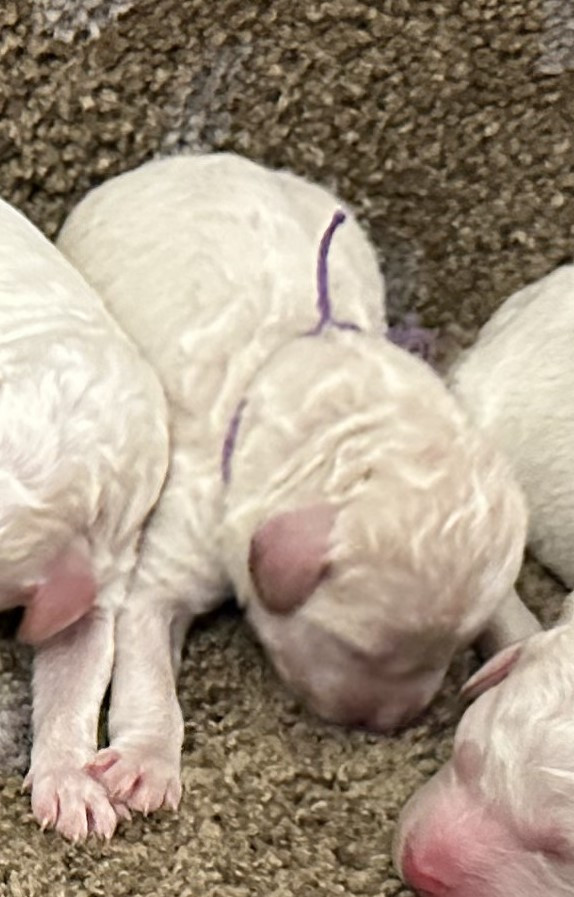 Des Collines de Boulègue - Chiots disponibles - Lagotto Romagnolo