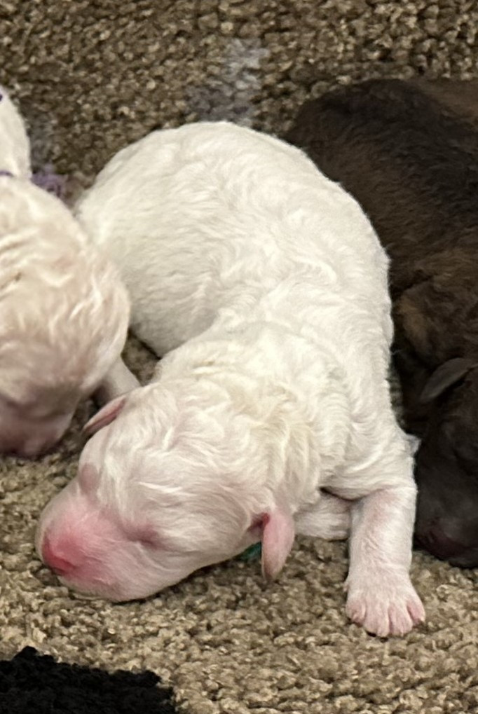 Des Collines de Boulègue - Chiots disponibles - Lagotto Romagnolo