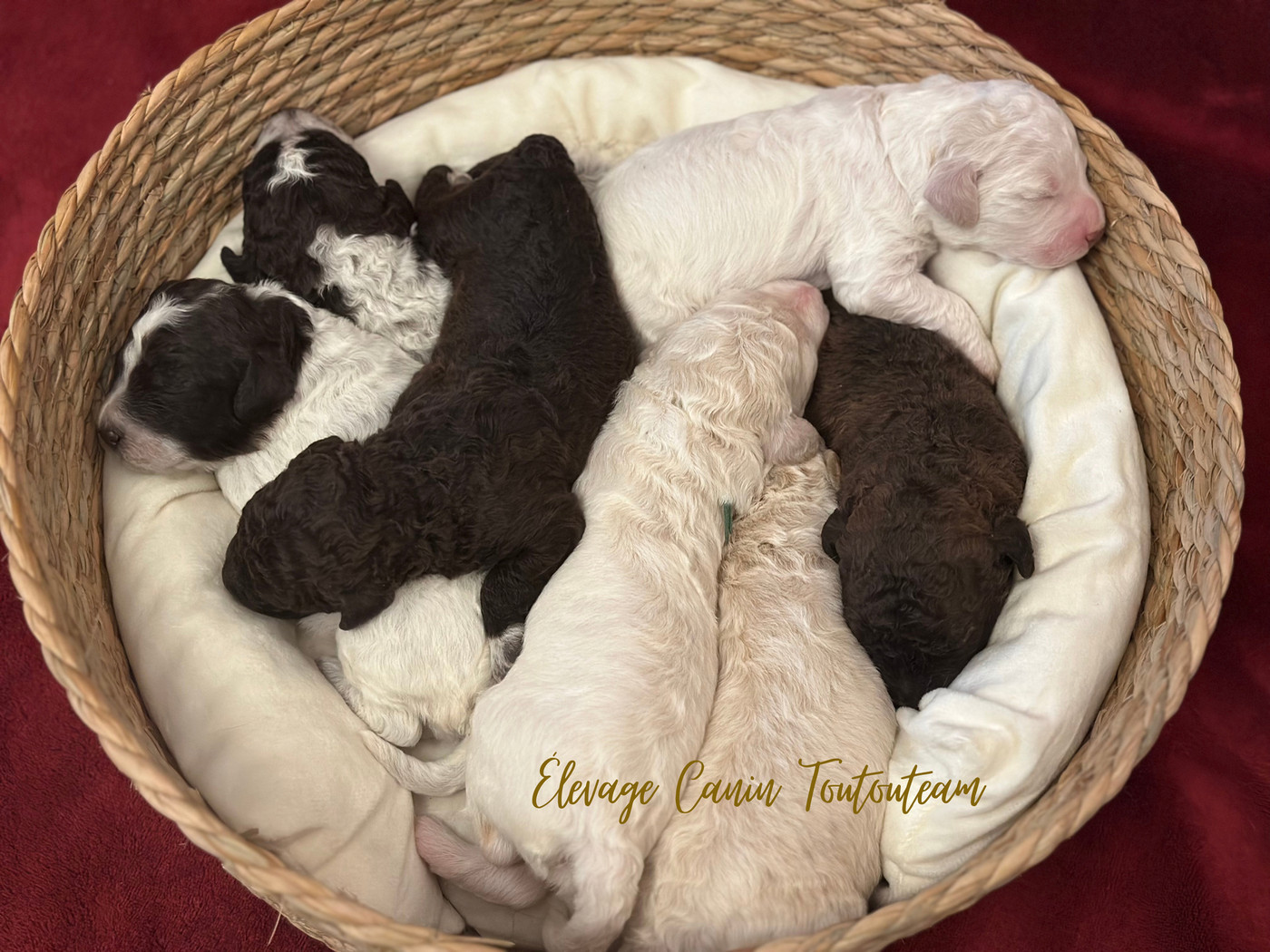 Chiot Lagotto Romagnolo Des Collines de Boulègue