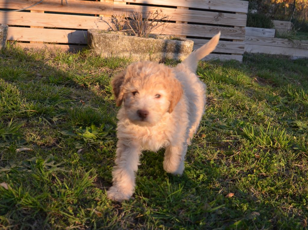 Des Collines de Boulègue - Lagotto Romagnolo - Portée née le 22/09/2024