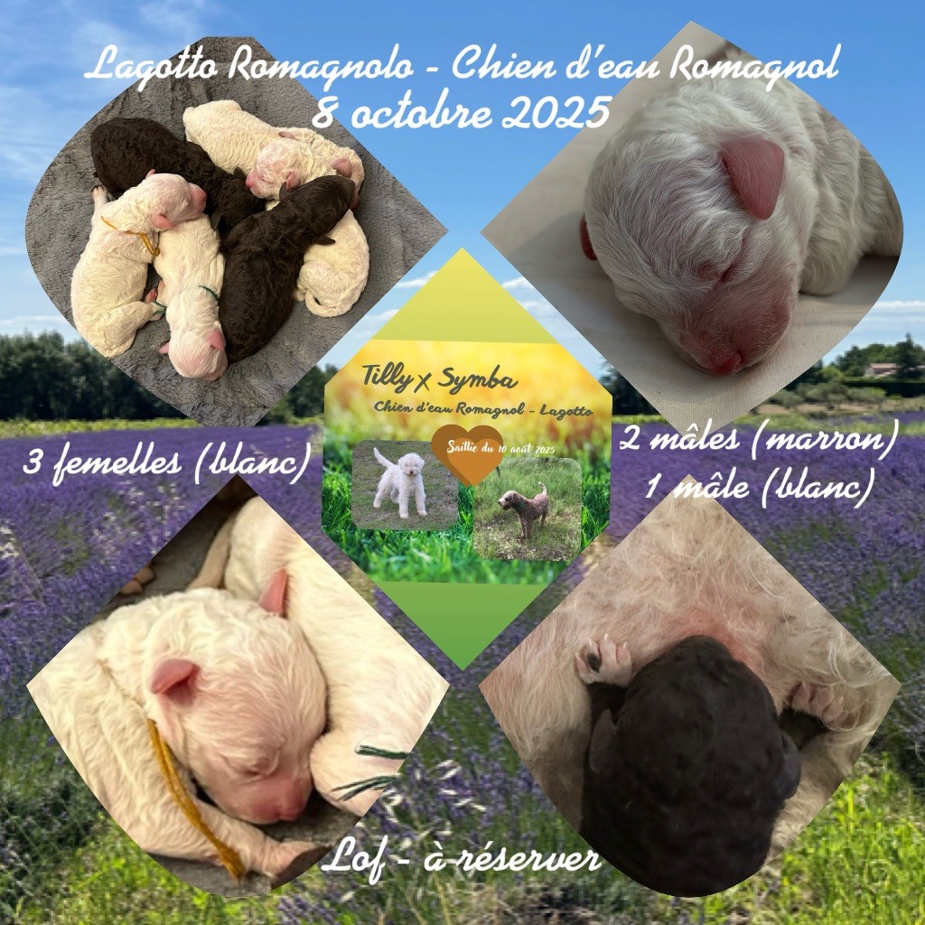 Chiot Lagotto Romagnolo Des Collines de Boulègue